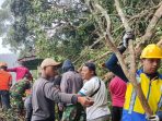 Wisatawan Telaga Sarangan Diminta Waspada, Cuaca Ekstrim Tumbangkan Dua Pohon Besar