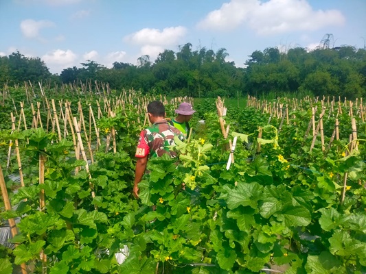 Babinsa Memotivasi Para Petani Melon